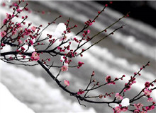 惠忠庵讀書(shū)夜｜活在珍貴的人間：一次關(guān)于詩(shī)歌的細(xì)讀“好像有樹(shù)葉在門前燃燒，而抱回的柴禾里有水珠滴落……”[詳細(xì)]