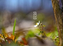 《春分》春分了，天氣漸漸暖起來。草木萬物都生發(fā)了，空氣里里濕漉漉甜絲絲的，有一股子好聞的泥土腥味兒。[詳細(xì)]