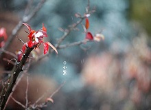 《小寒》正是小寒天氣，三九了。一九二九不出手，三九四九冰上走。今年一場雪還沒下，大地卻都上凍了。[詳細(xì)]