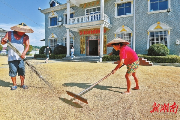9月20日，漫水村村民在操坪曬稻谷。
