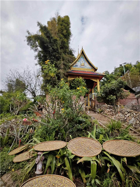 晾曬茶花。寨子里的生活隨處可見與茶有關(guān)的小景