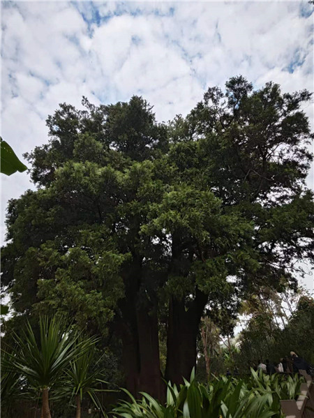 來到翁基古寨，不能不注意到一座寺廟和一棵古樹。寺廟是帕哎冷寺，古樹則是一棵古柏樹。翁基古柏經(jīng)研究鑒定，樹齡在2500年以上，樹根徑圍11米，胸徑3.5米，樹高20余米。相傳翁基后山上有妖龍為惡村里，為解除村民苦難，一佛爺來到村頭打坐誦經(jīng)，點(diǎn)化惡龍。日久天長(zhǎng)，惡龍終受感化而變身成為柏樹。它與古寺相伴相生，綠蔭蔽天，村民稱此景觀為“古柏聽經(jīng)”。