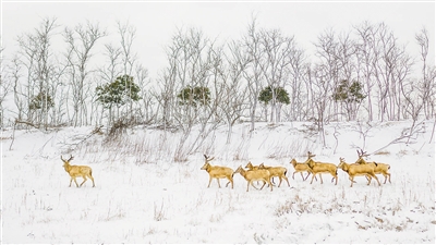 　圖為“我的家園”攝影聯(lián)展參展作品《濕地家園》，攝于江蘇鹽城。 　　葛乃航攝