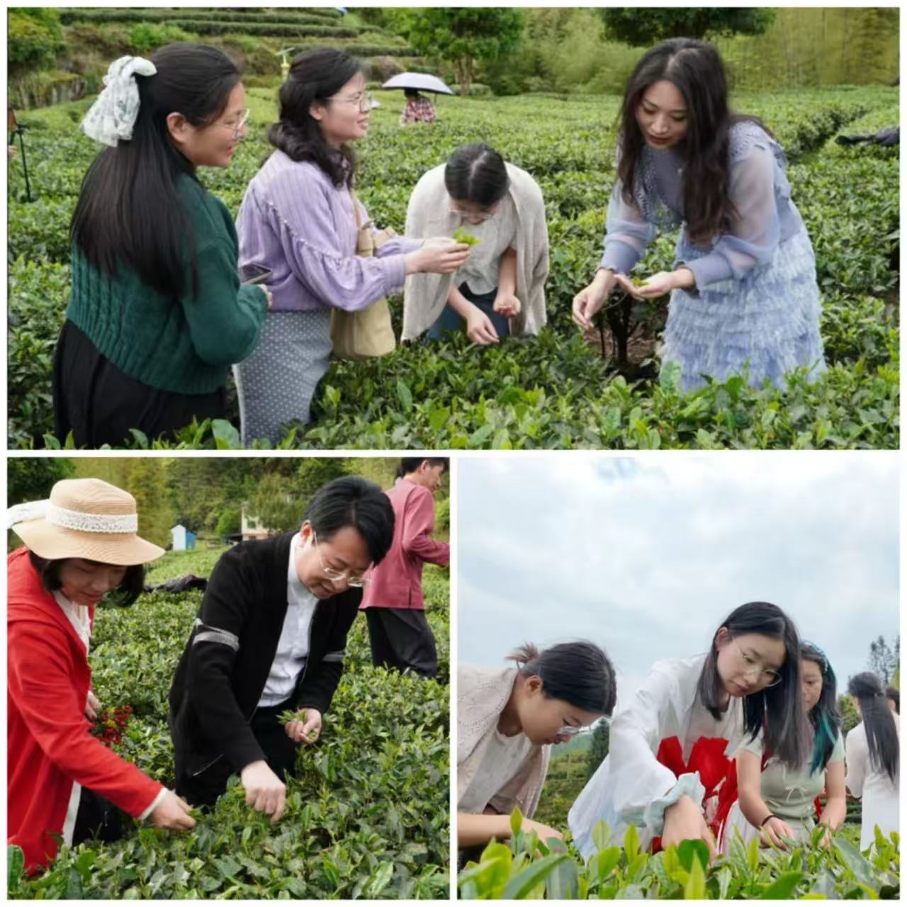 在五指峰鄉(xiāng)江西省猶江紅韻生態(tài)茶園基地體驗(yàn)采茶
