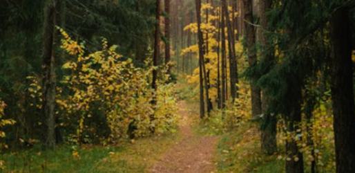 邵燕君：基于“書友經(jīng)濟(jì)”的大規(guī)模文學(xué)生產(chǎn)——中國網(wǎng)絡(luò)文學(xué)的獨(dú)特屬性及其生產(chǎn)機(jī)制的建立